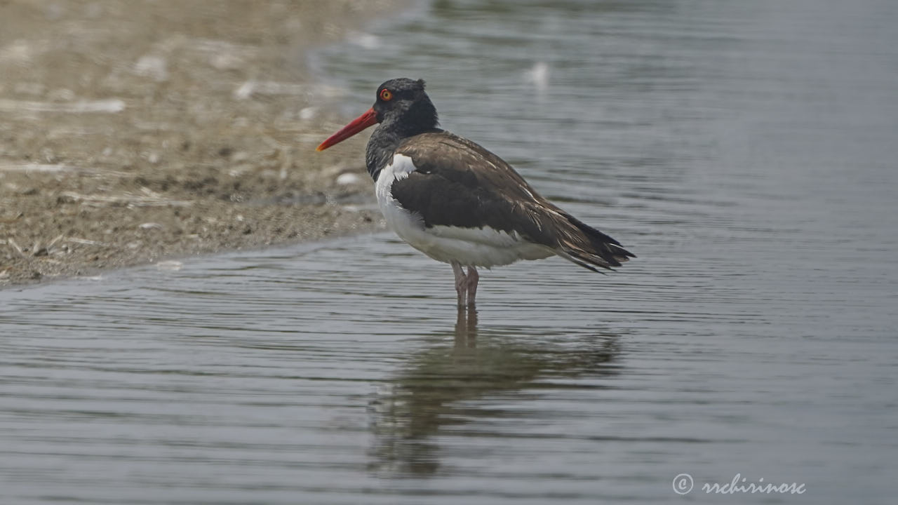 American oystercatcher