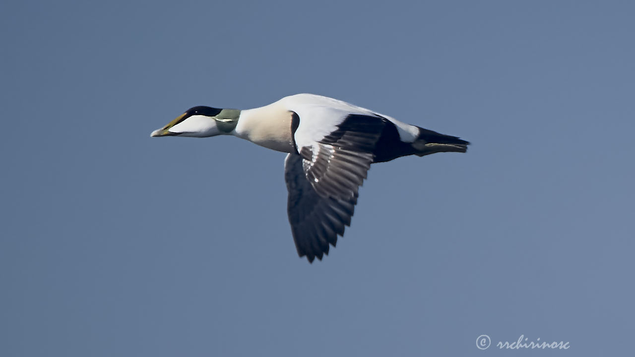 Common eider
