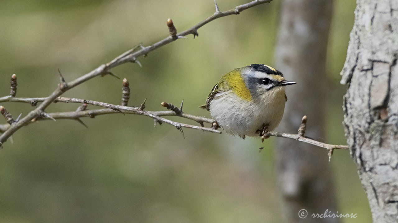 Common firecrest