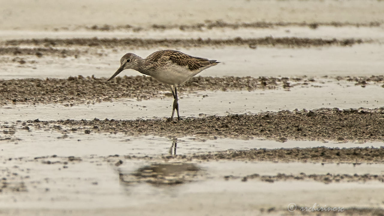 Common greenshank