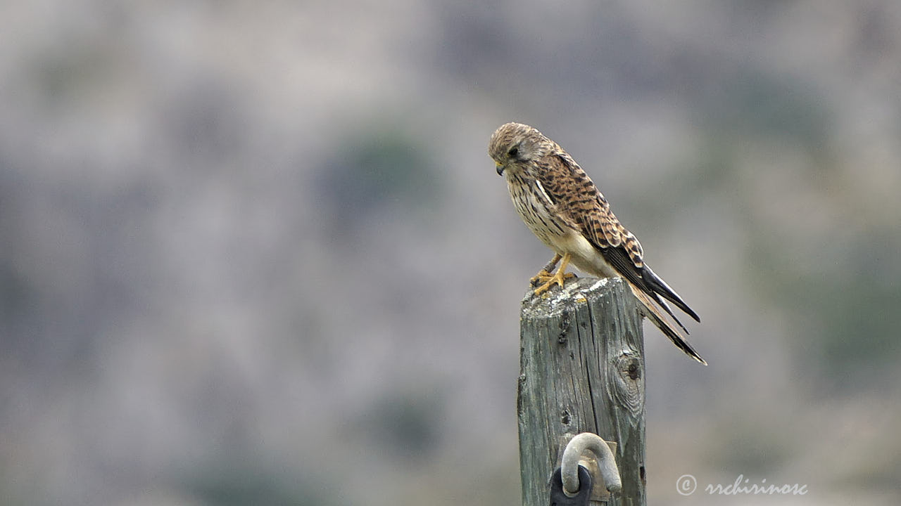 Eurasian kestrel