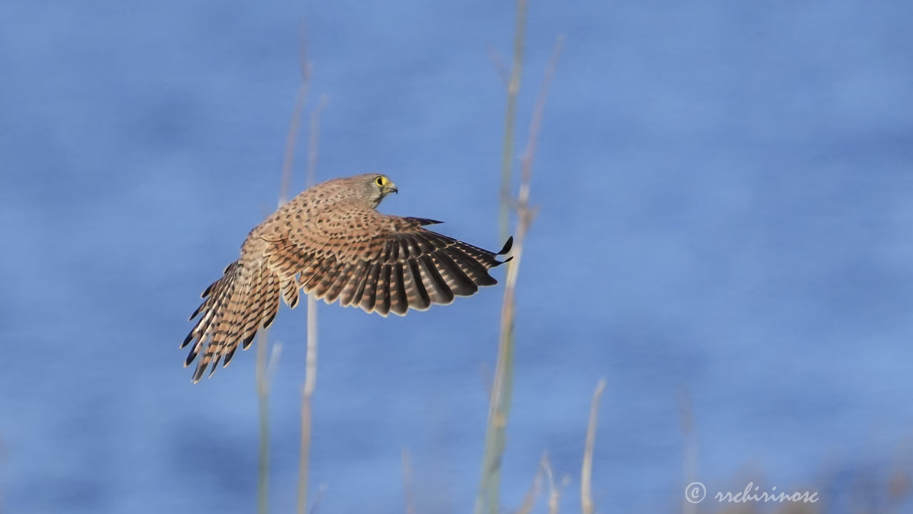 Eurasian kestrel
