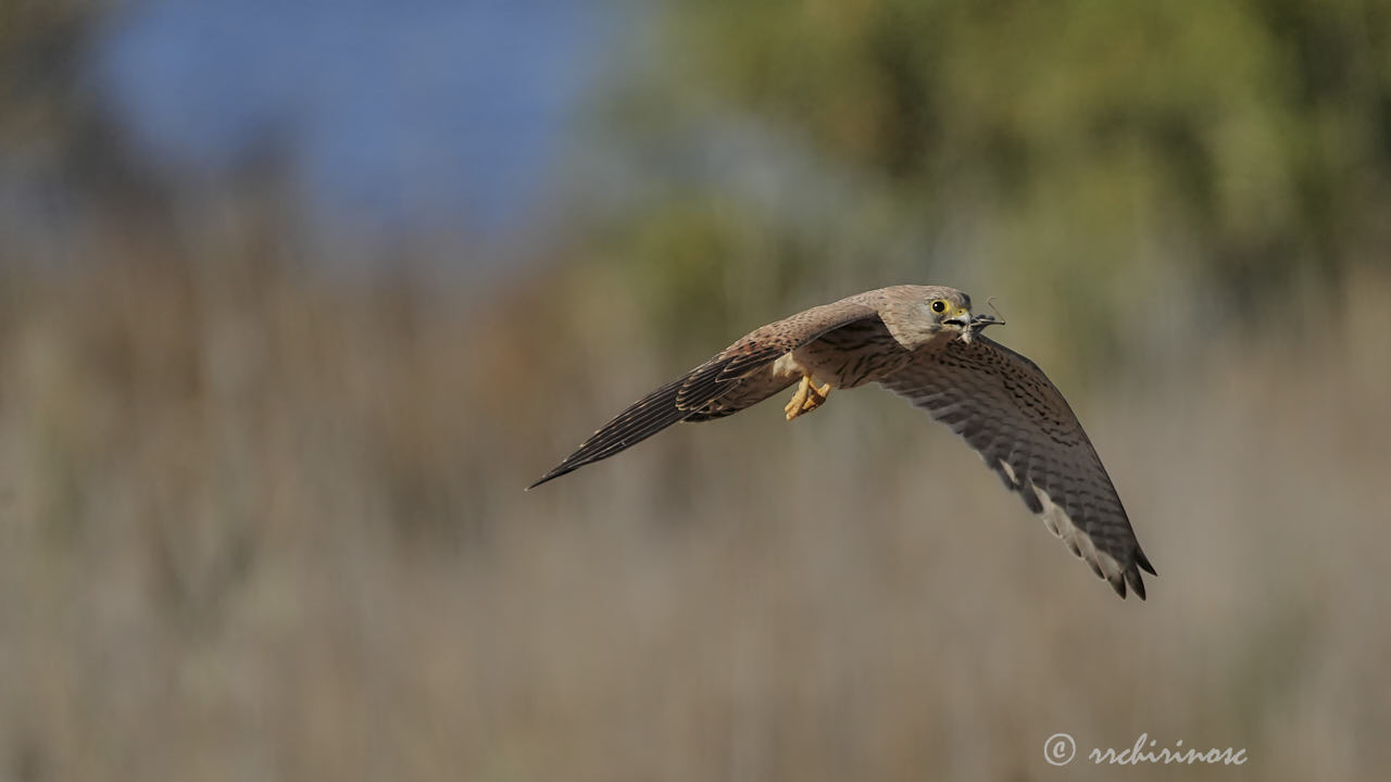 Eurasian kestrel