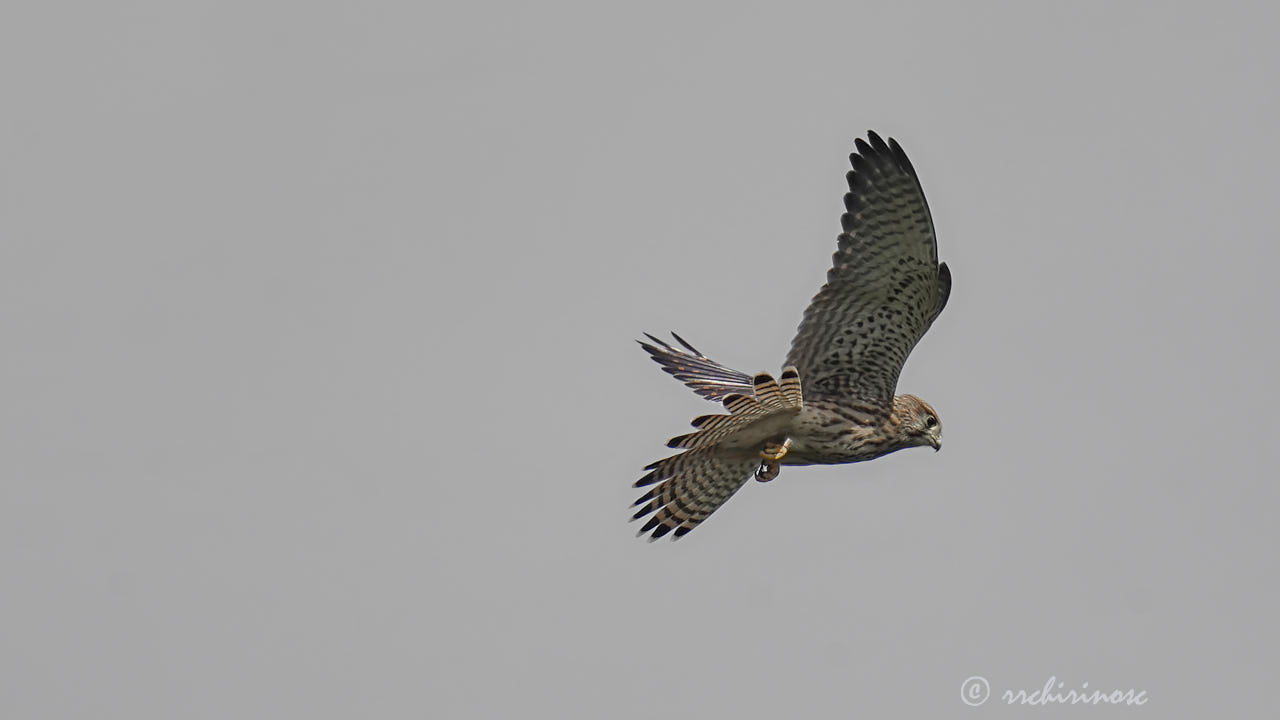 Eurasian kestrel