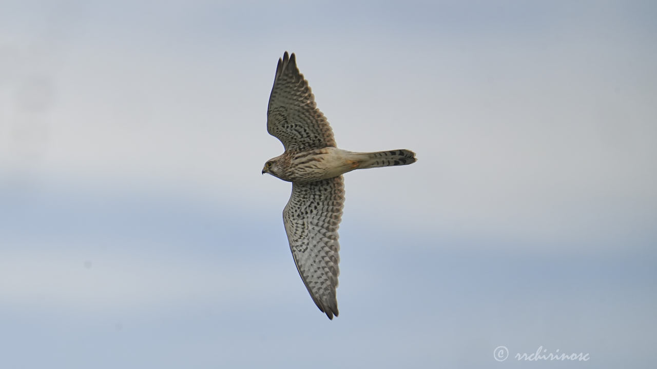 Eurasian kestrel