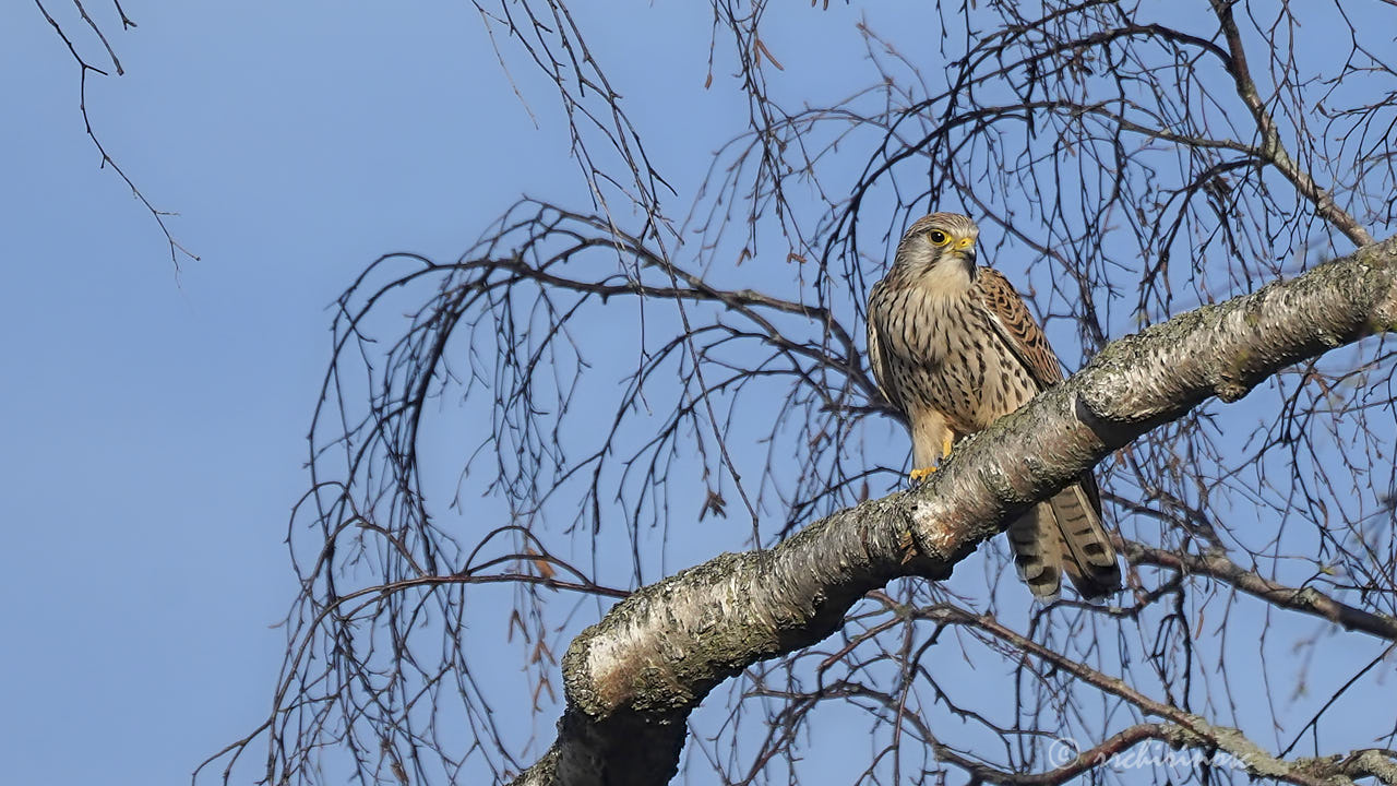 Eurasian kestrel