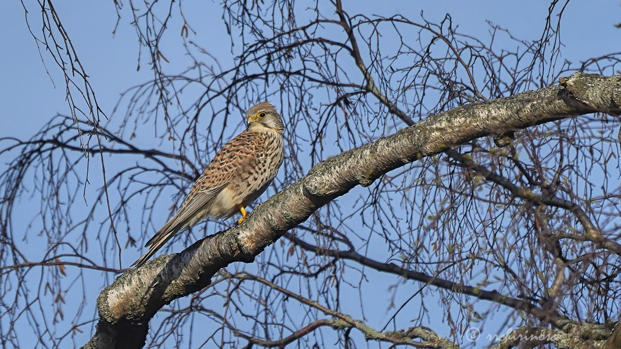 Eurasian kestrel