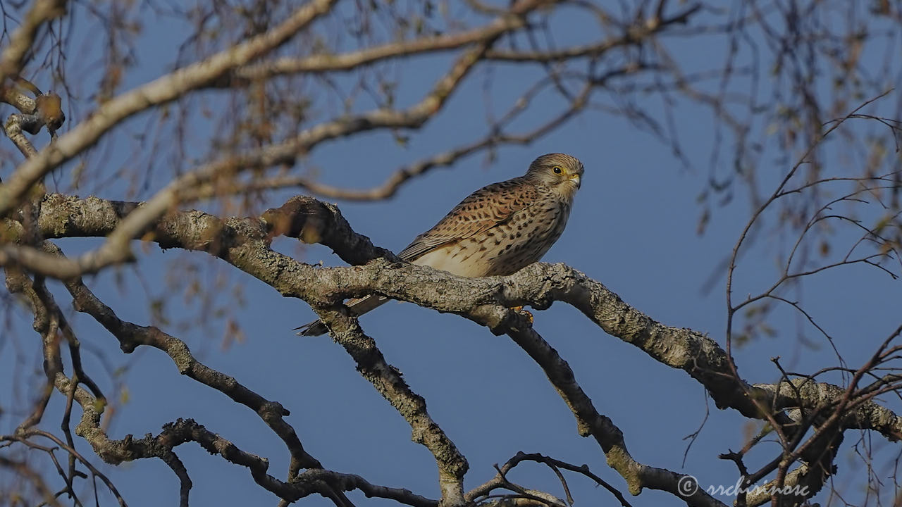 Eurasian kestrel