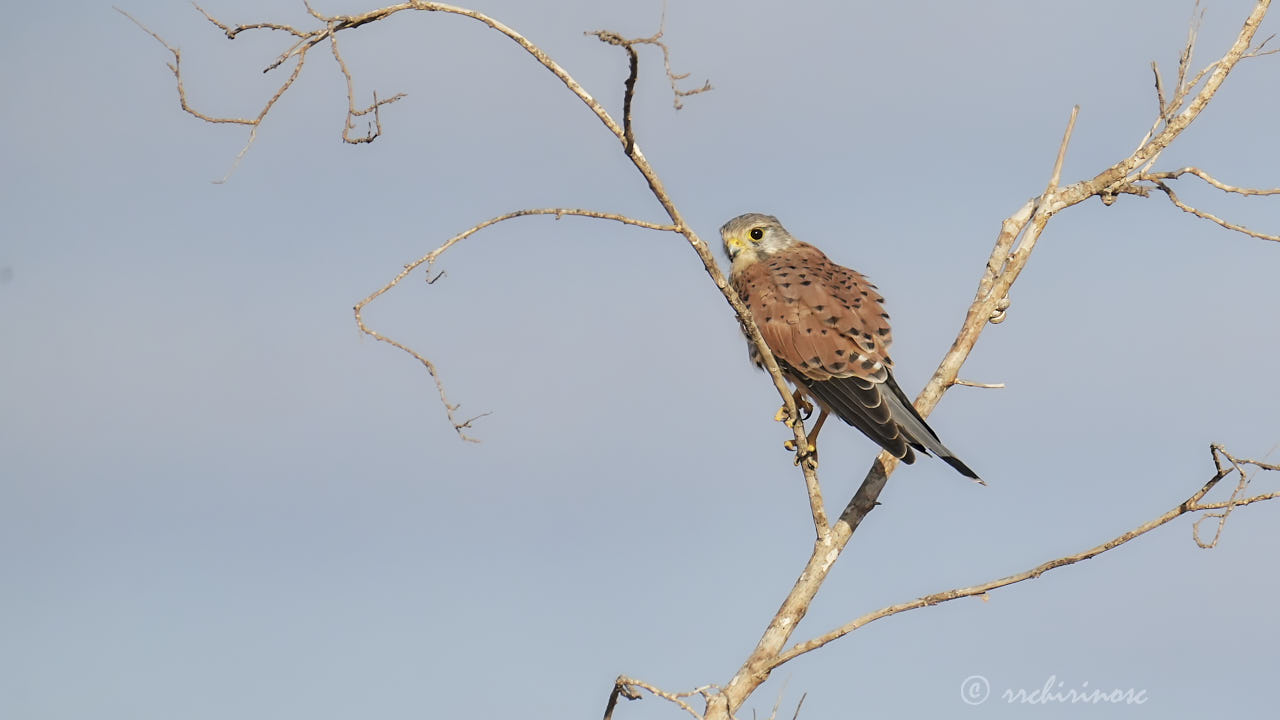 Eurasian kestrel