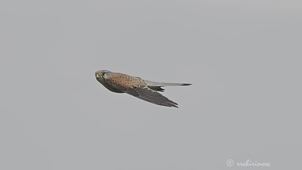 Eurasian kestrel