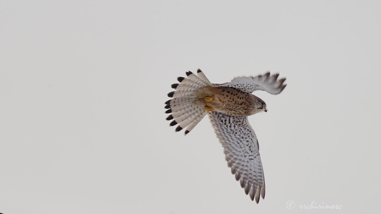 Eurasian kestrel