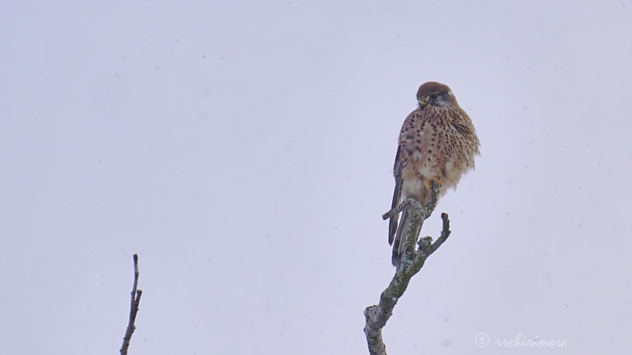 Eurasian kestrel