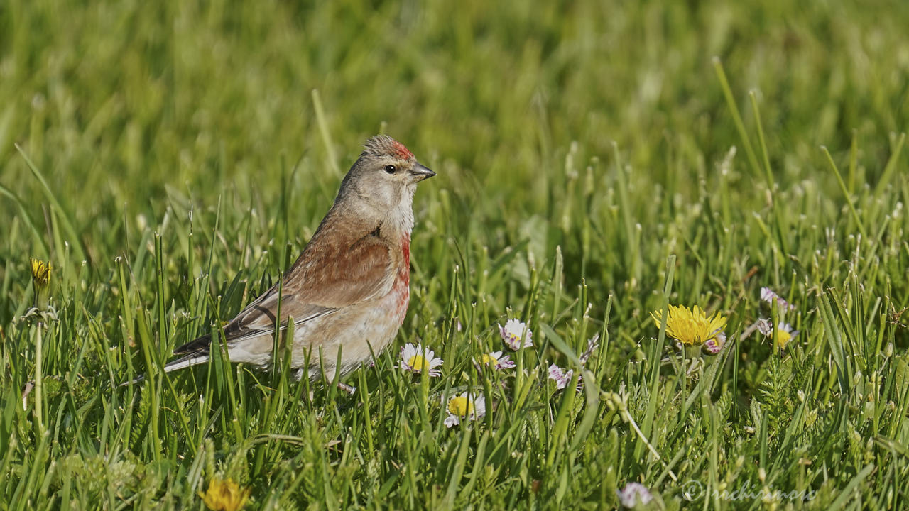 Common linnet