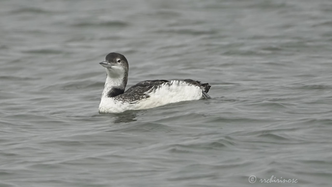 Common loon