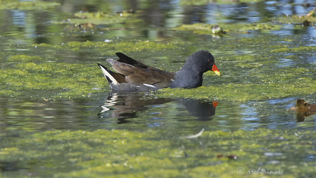 Eurasian moorhen