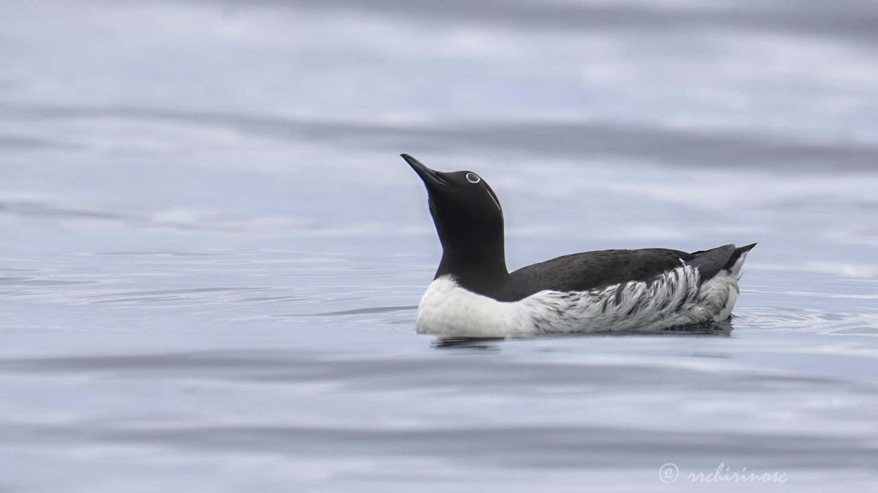 Common murre