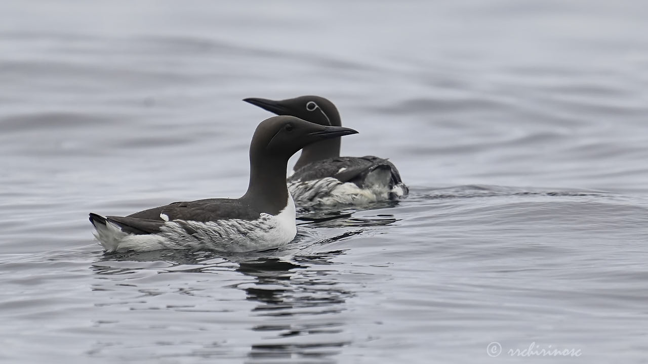 Common murre