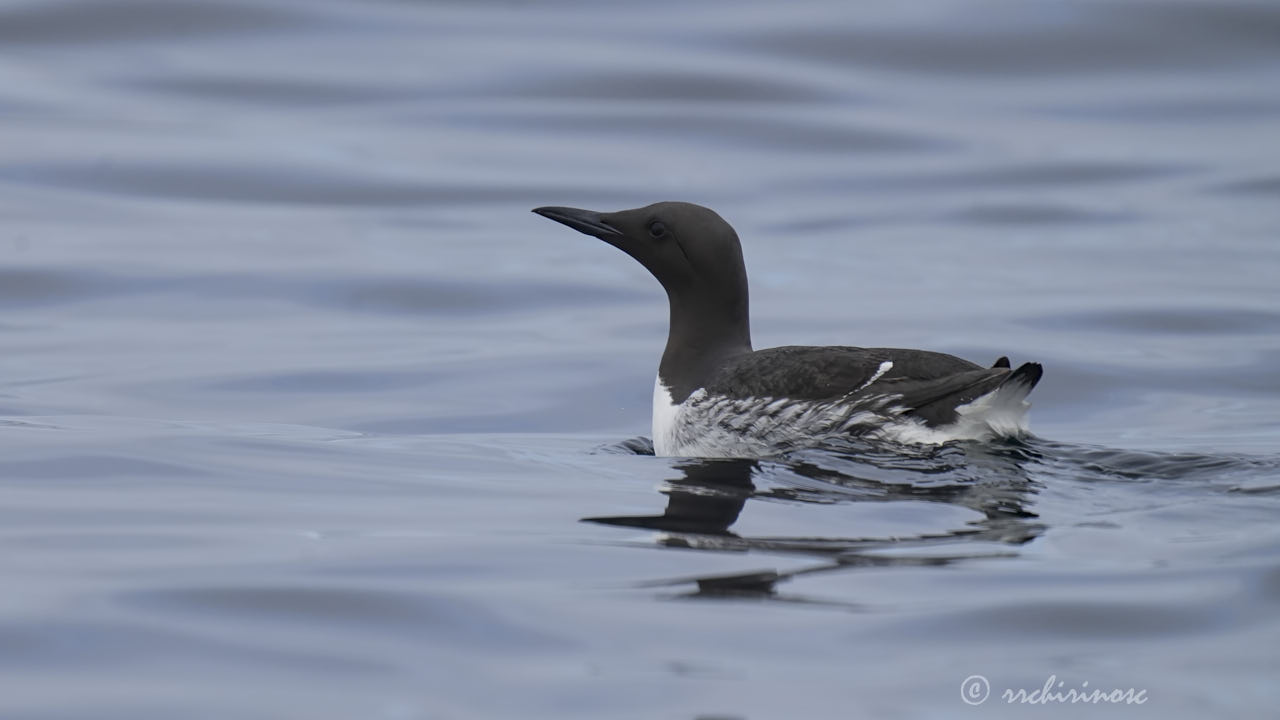 Common murre