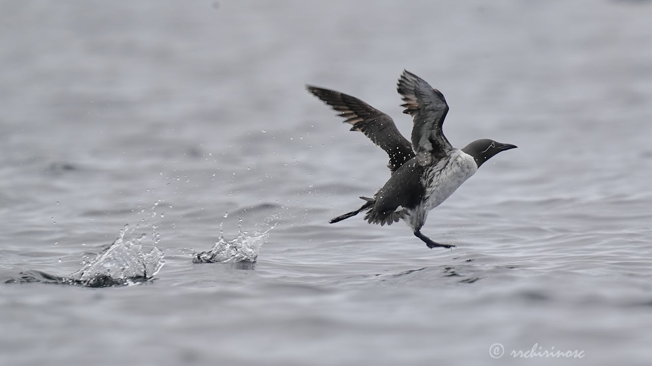 Common murre