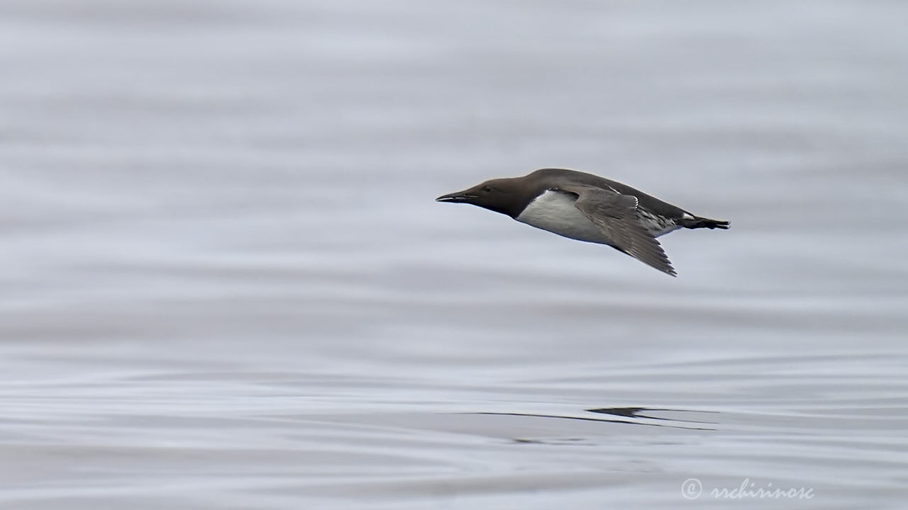Common murre