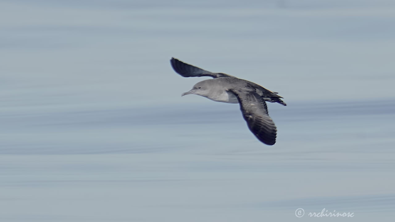 Balearic shearwater