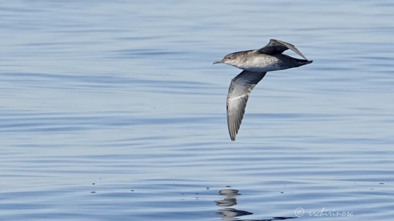 Balearic shearwater