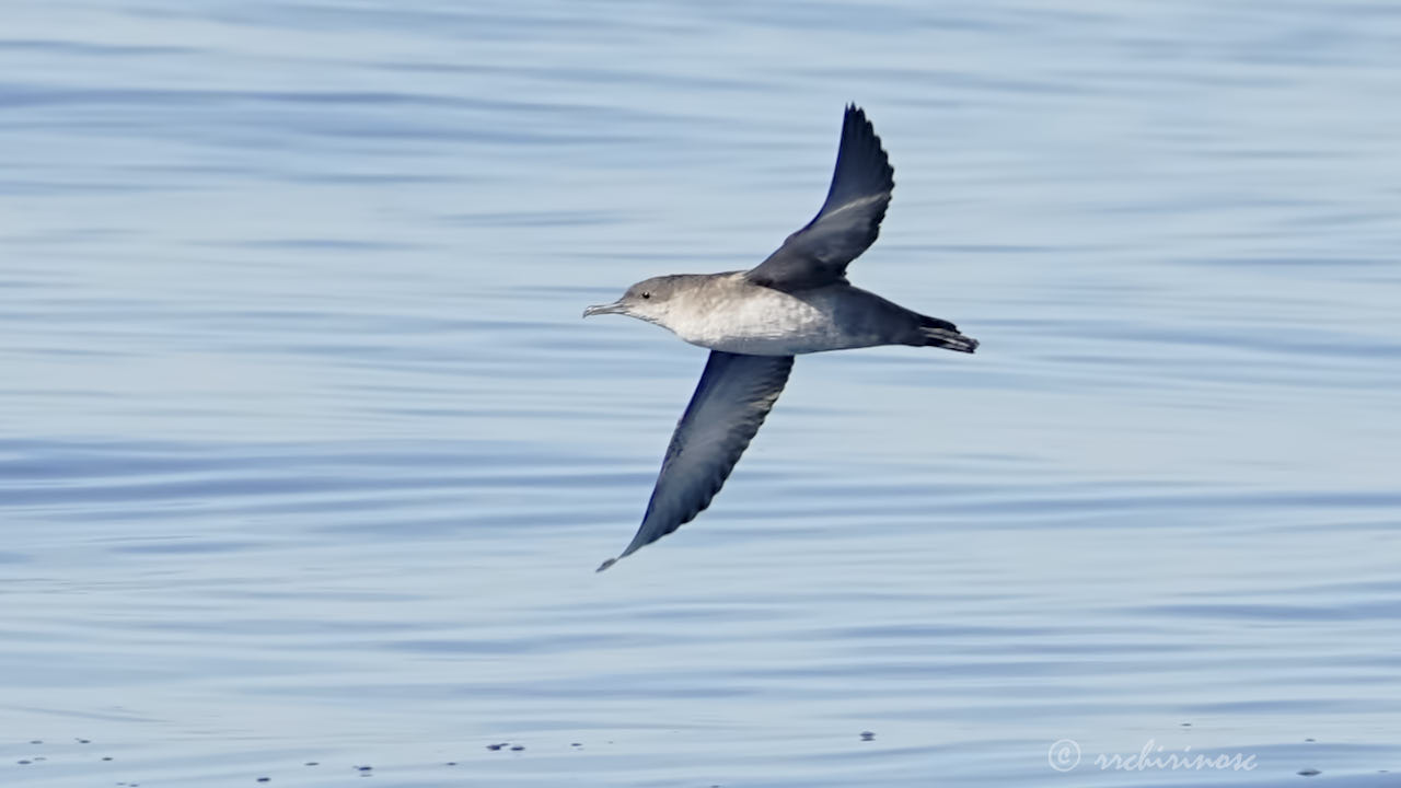 Balearic shearwater