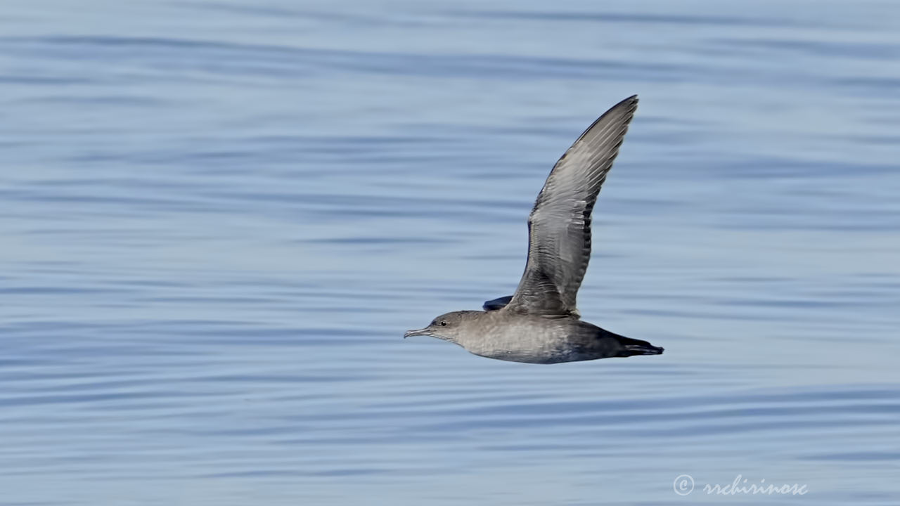Balearic shearwater