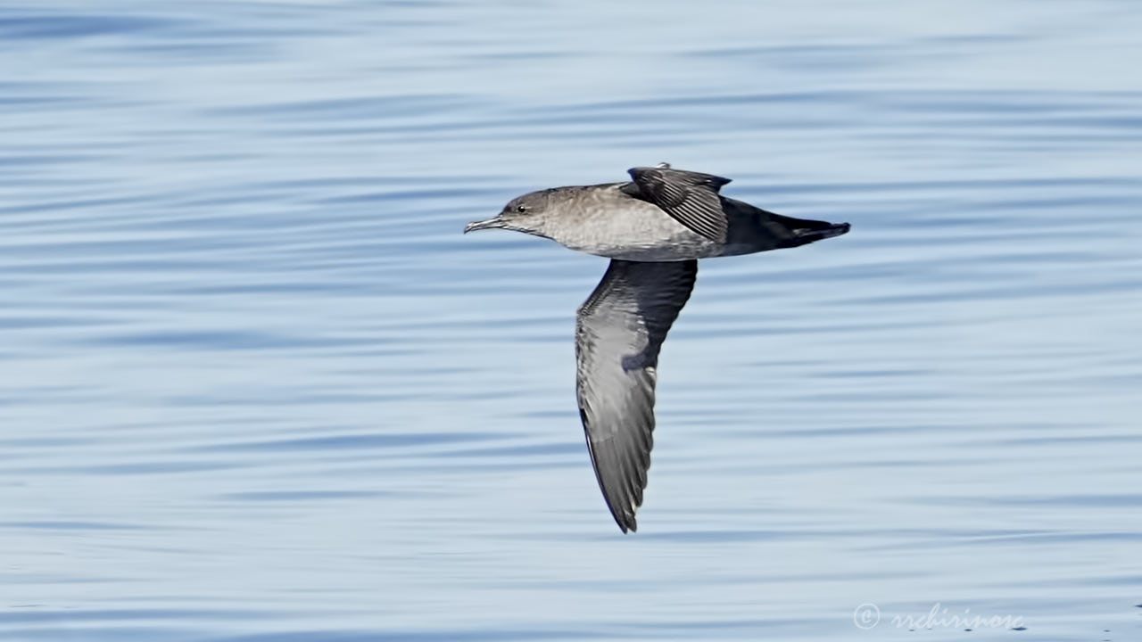 Balearic shearwater