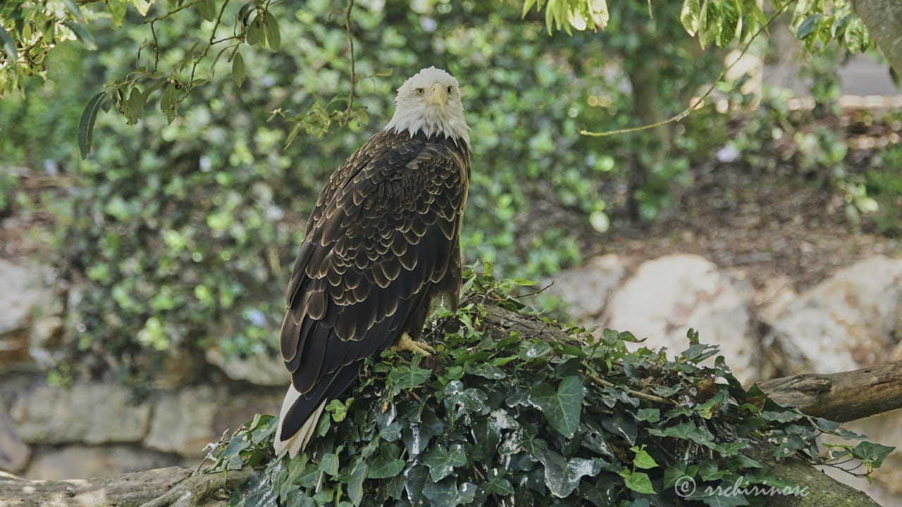 Bald eagle