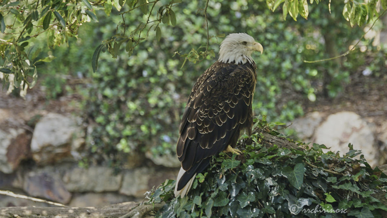 Bald eagle