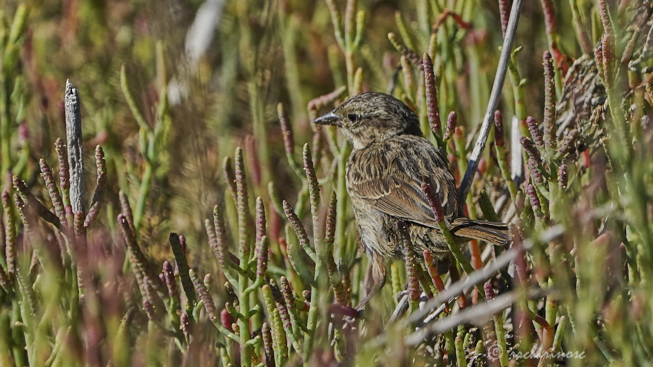 Lincoln's sparrow