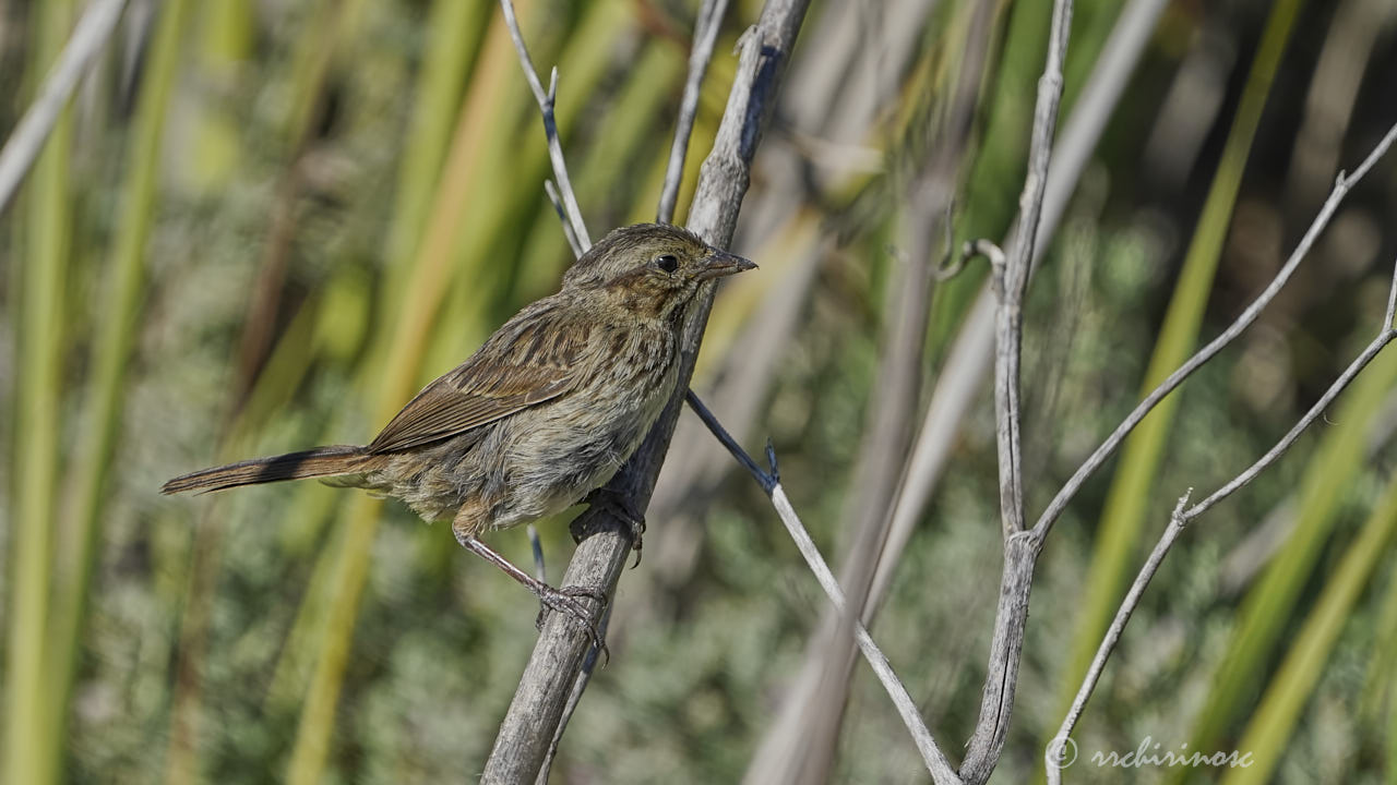 Lincoln's sparrow
