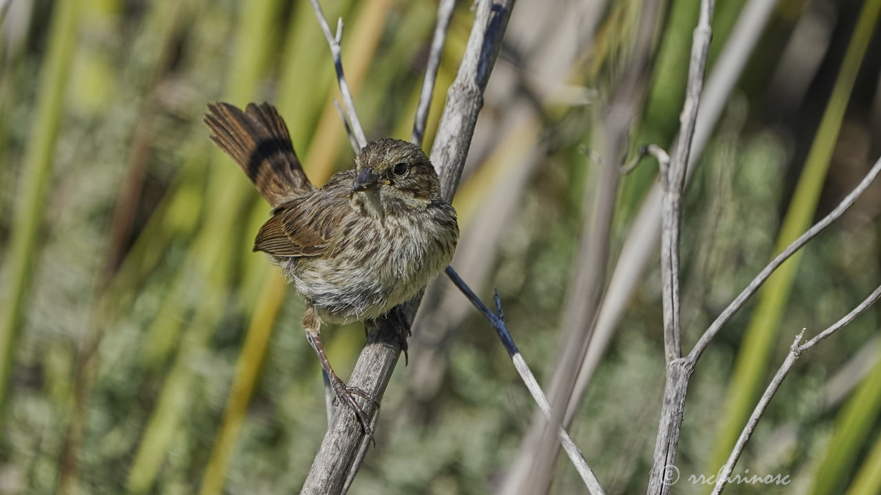 Lincoln's sparrow